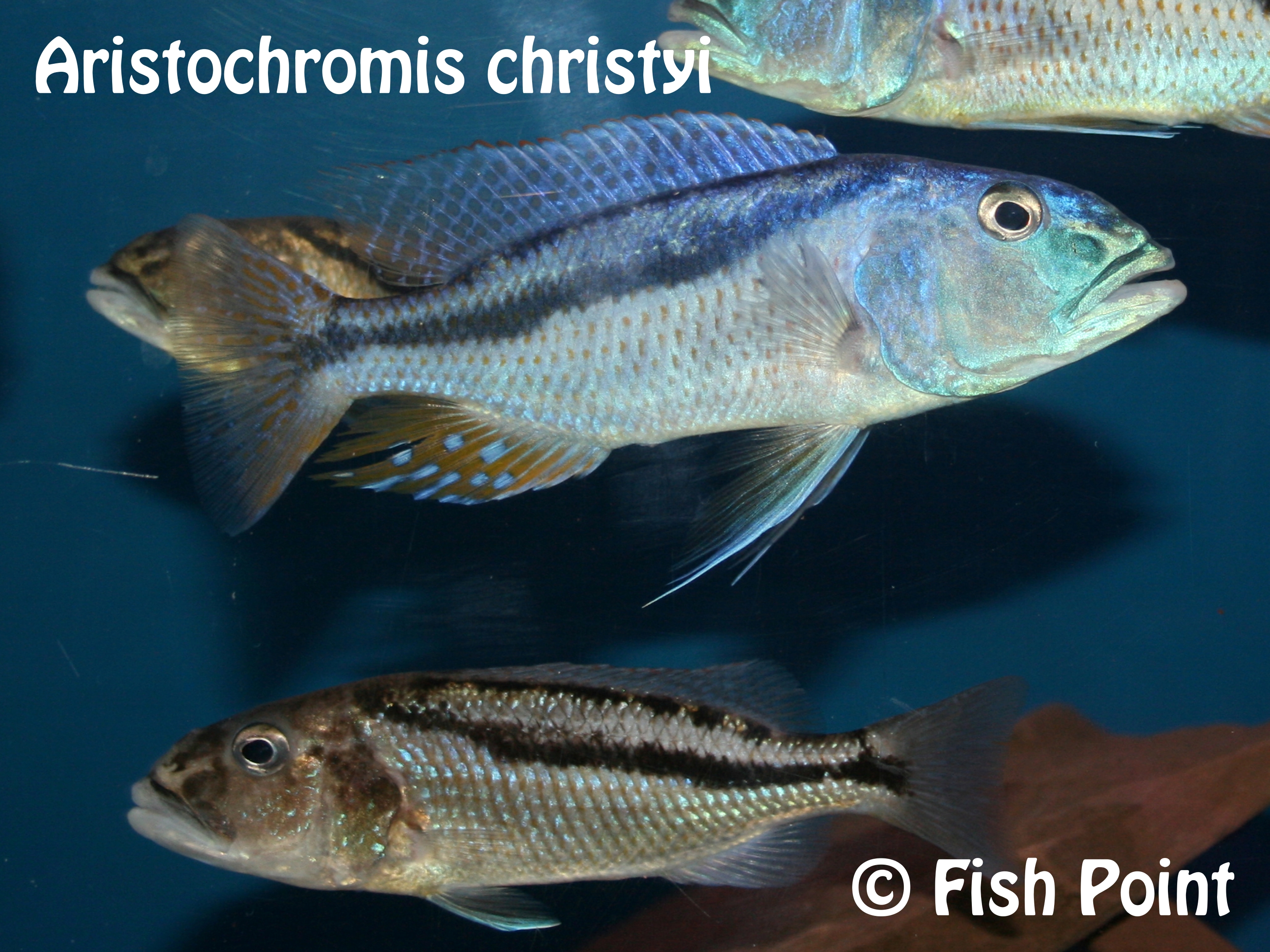 Aristochromis christyi