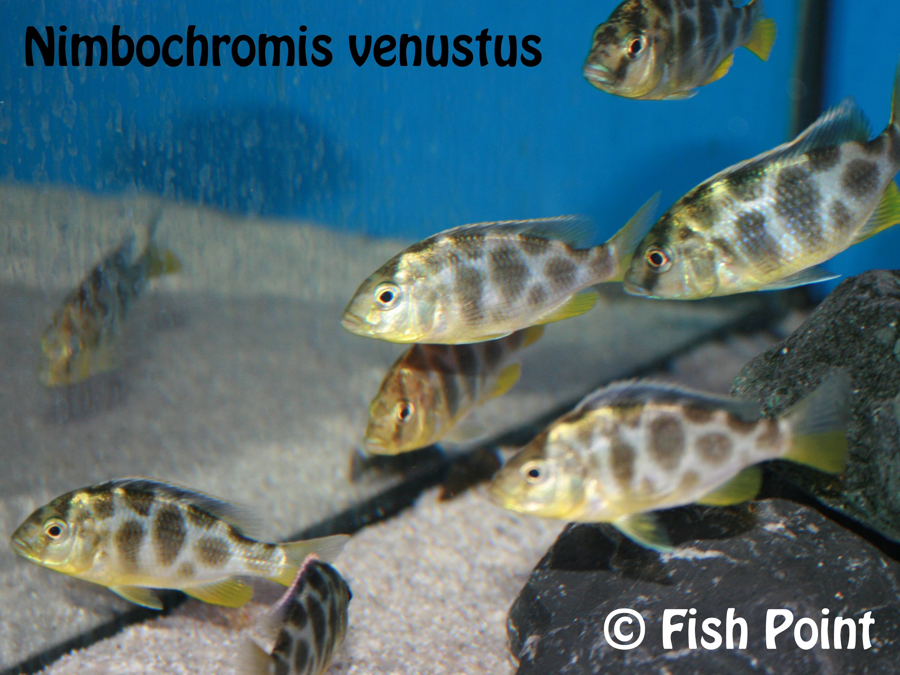 Nimbochromis venustus