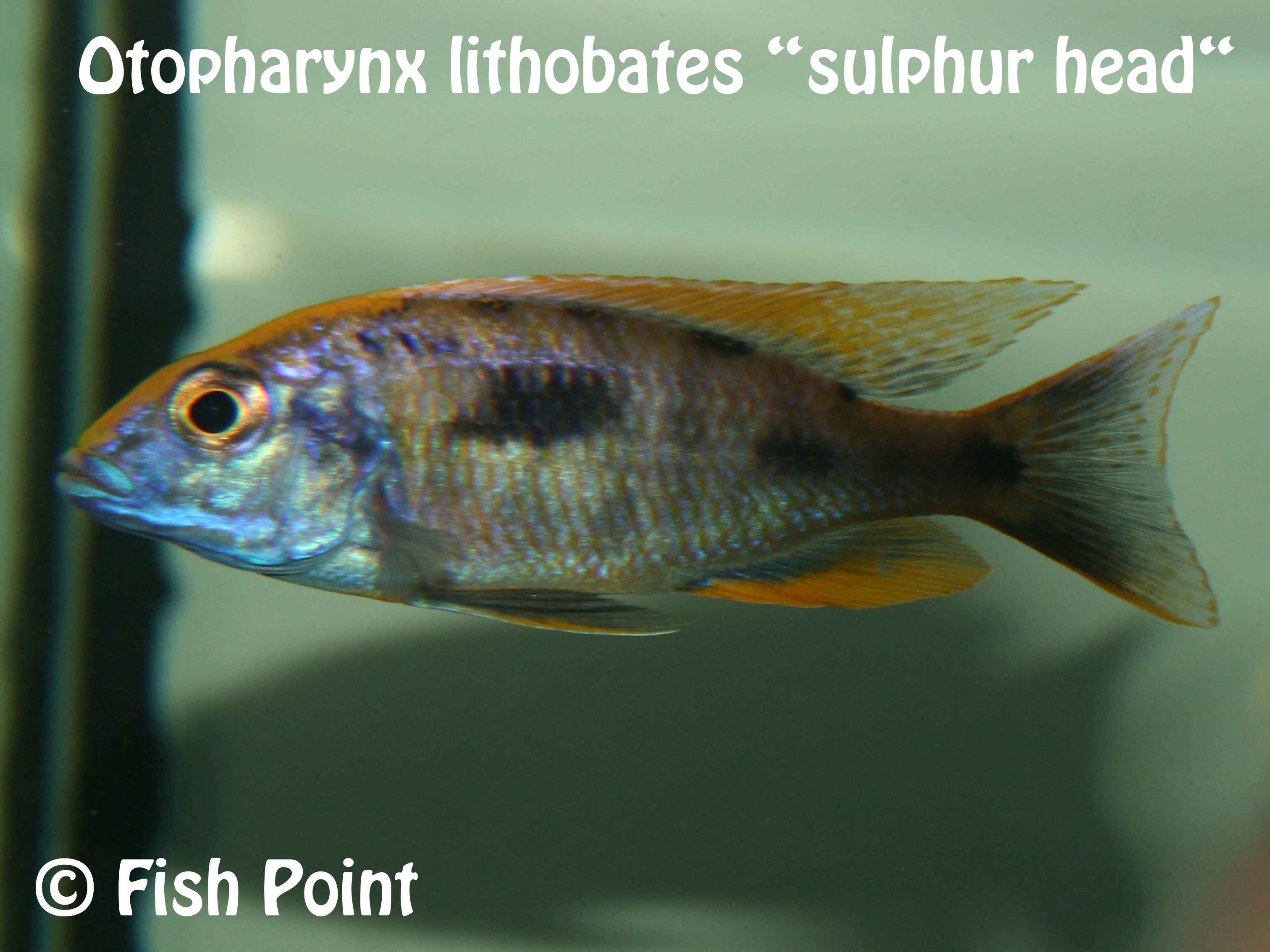 Otopharynx lithobates sulphur head