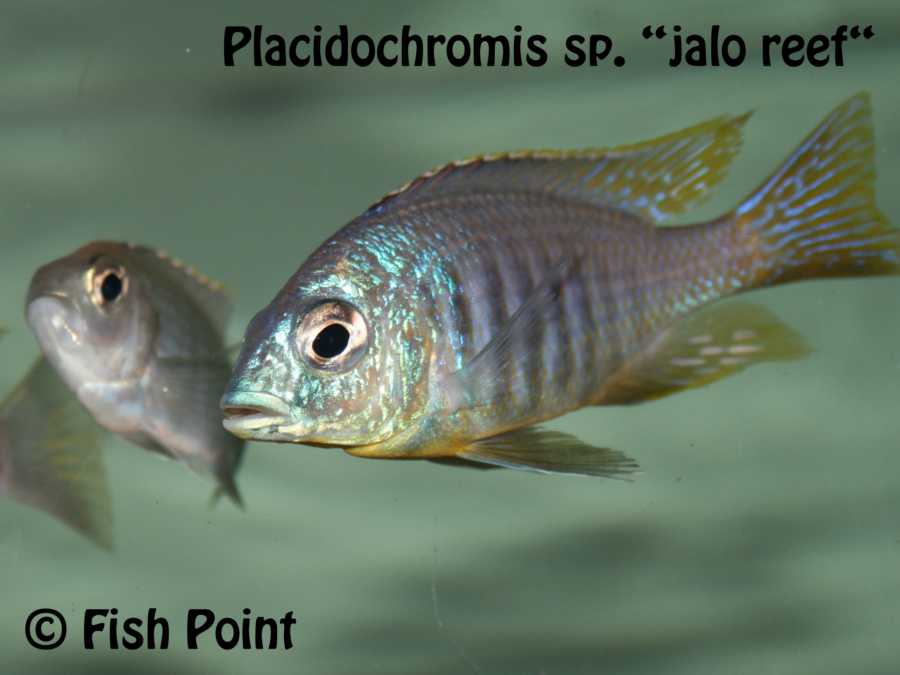 Placidochromis sp. jalo reef